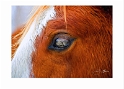 013009_8346-TS  Mount Rushmoore Horse's Eye